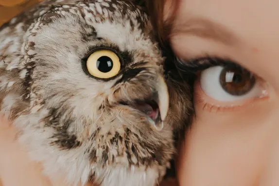 كازينو رويال وينر الدعم